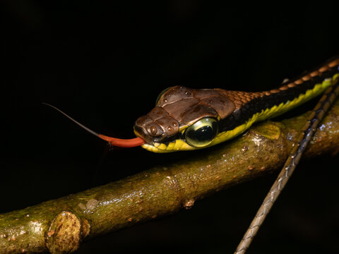 Dendrelaphis formosus snake, commonly known as either the elegant bronzeback snake or tree snake