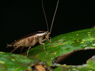 Brown forest cockroach image on leaf 