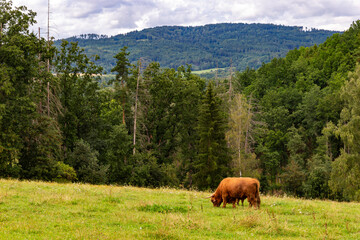 Breeding bulls graze on a mountain pasture.
