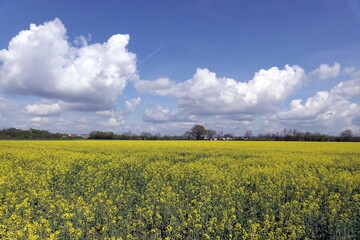 Rapsfeld