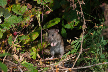 rat