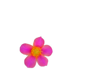 Obraz premium pink flower, portulaca flower pink