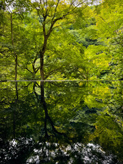 Fototapeta premium Japanese garden view with reflection and flowers, in Arashiyama Kyoto, Japan