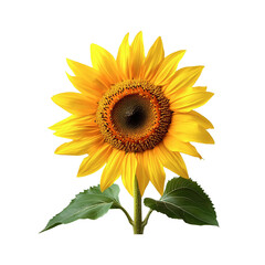 Naklejka premium Sunflower isolated on white background
