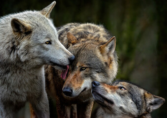 A close up of pack of Grey Wolves © ambquinn