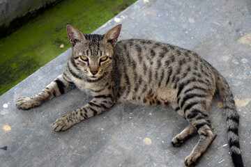 cat sitting and looking at camera