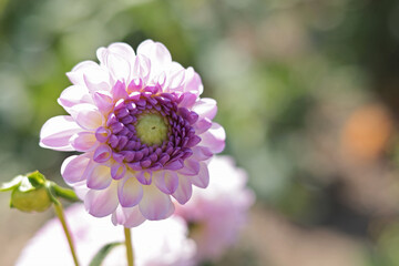 Purple flower and green leaves of dahlia close-up. Nature in summer. Bokeh in background. Copy space for text. 