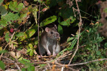 rat