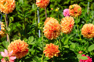 Colorful dahlia flowers in a garden