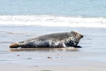 Fototapeta premium Kegelrobbe