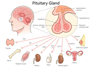 pituitary gland, its role in hormone release and its influence on various organs and glands in the body diagram hand drawn schematic raster illustration. Medical science educational illustration