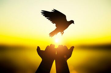 silhouette of bird flying out of human hand on beautiful sunset background.freedom concept.