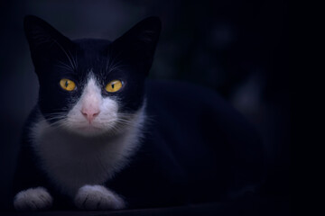 Black cat on a black background. Close-up.
