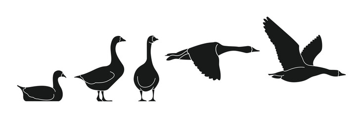 black silhouette duck goose
