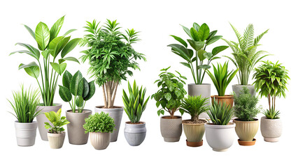 Fototapeta premium Decorative Set of Green Plants in Pots Perfect for Enhancing Interior Design and Bringing Nature Indoors