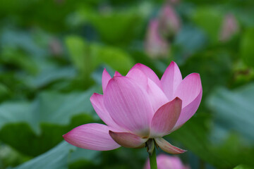 Fototapeta premium ハスの花