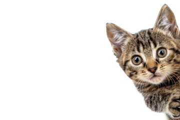 Kitten peeking from behind a corner, waving with one paw, isolated on white background