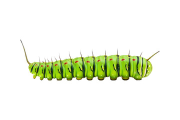 Green and black caterpillars with yellow markings are ideal for educational materials, nature blogs, garden magazine, and science textbooks