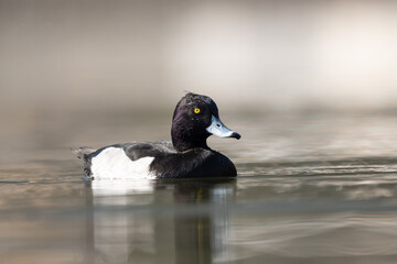 Tufted Duck male on the Lake, Duck picture at ground level, waterfowl close-up shot
