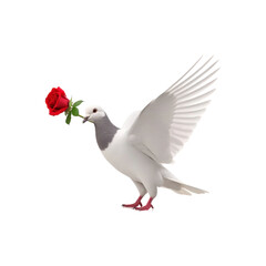 Fototapeta premium A white dove flying and holding a red rose in its beak symbolizes love and peace. Ideal for romantic themes