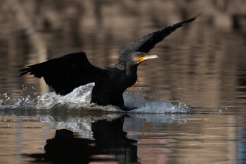 Great Cormorant in flight. The Great Cormorant is a large, black waterbird known for its excellent diving skills and distinctive, outstretched wings.