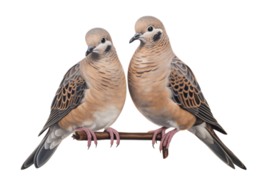 Two light brown doves perched on a branch against a white background. Suitable for nature-themed designs, greeting cards, and wildlife illustrations