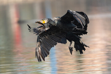 Great Cormorants flight with catch. The great cormorant (Phalacrocorax carbo) is a robust seabird member of the cormorant family