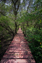 Mangrove forest board walks and raised walk areas keeping people off the swamp areas protecting animal habitat and ecology
