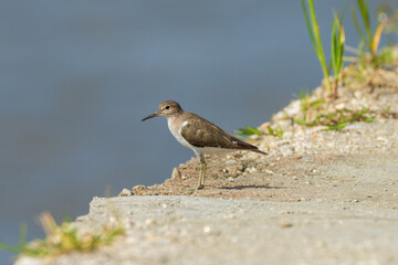 Common Sandpiper close-up shot. The common sandpiper (Actitis hypoleucos ) is a small Palearctic wader.