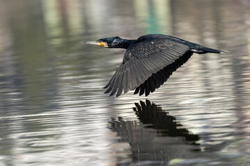 Great Cormorant in flight. The Great Cormorant is a large, black waterbird known for its excellent diving skills and distinctive, outstretched wings.