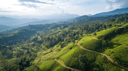 Aerial view of the scenic valley and tea terraces around Seat in Haputale, with panoramic mountain views