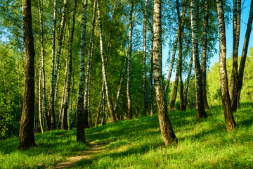 Obraz premium Grove of birches with young green leaves at sunset or sunrise in spring or summer.
