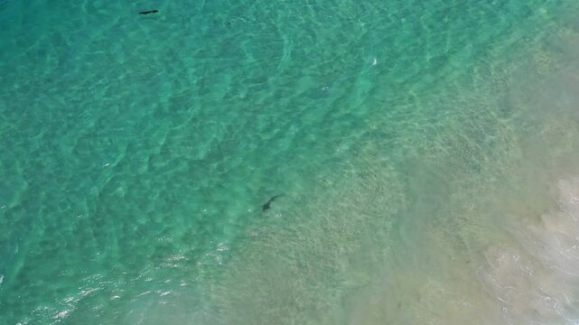 Aerial view circling a Leopard shark in La Jolla, California - Triakis semifasciata