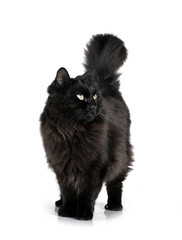crossbred of maine coon