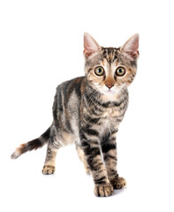 little cat in studio