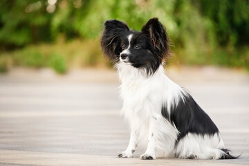 A beautiful black and white Papillon Chihuahua sits against the backdrop of a green park