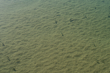 Fish swimming in a clear river