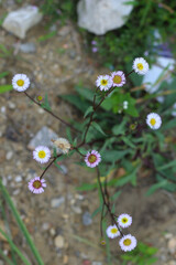 multi-color tiny flowers in a plant seen from above