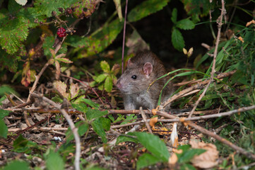 rat