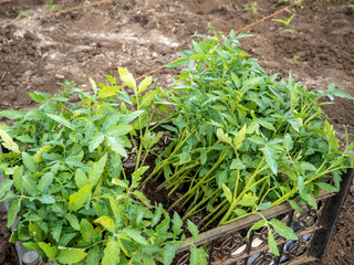 tomato seedling ready to be planted in the garden
