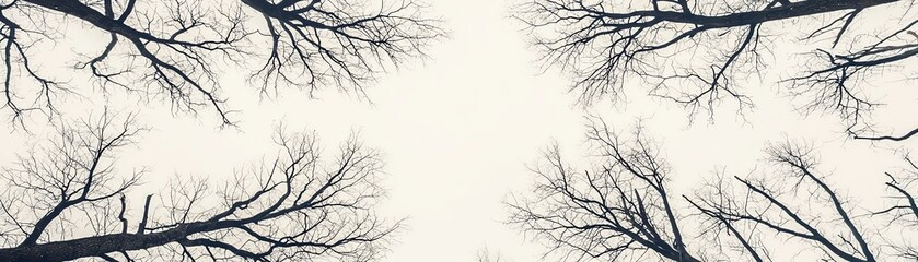 A serene view of barren tree branches reaching towards a cloudy sky, creating a sense of quiet beauty and nature's stillness.