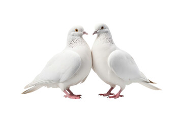 Fototapeta premium A white dove flying and holding a red rose in its beak symbolizes love and peace. Ideal for romantic themes