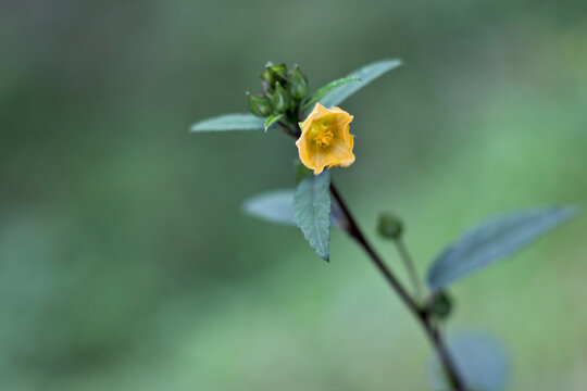 a branch of urena lobata with its yellow flower and leaves