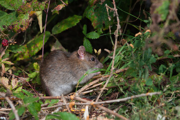 rat