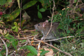 rat