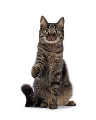 Handsome house cat with tabby pattern, sitting up facing front reaching out paw like shaking hands and saying hi. Looking straight to camera. Isolated on a white background.