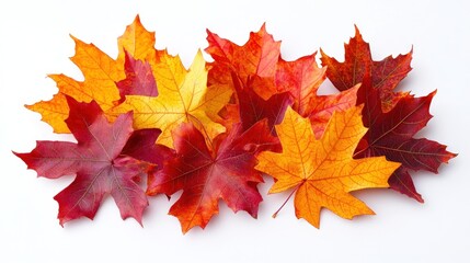 Fototapeta premium Autumn Maple Leaves in Red, Orange, and Yellow Hues