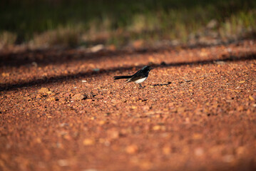 Willy wagtail bird 