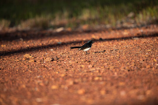 Willy wagtail bird 