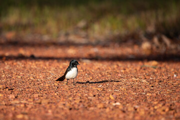 Willy wagtail bird 